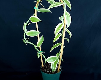 Vanilla planifolia 'Variegata'