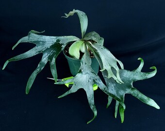 Platycerium « SS Foong » x « White Vodka »