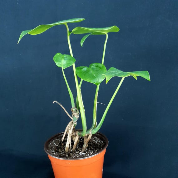 philodendron gloriosum topf Philodendron Gloriosum main image 0