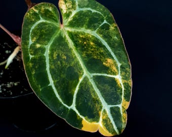 Anthurium 'PapillilaminumX Variegated' x 'Michelle'