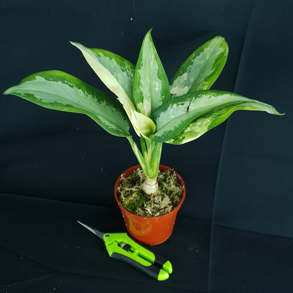 Aglaonema suvarnabhumi « panaché »