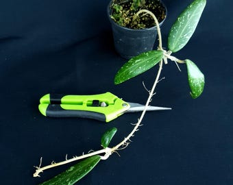 Hoya cv. « Pascal »