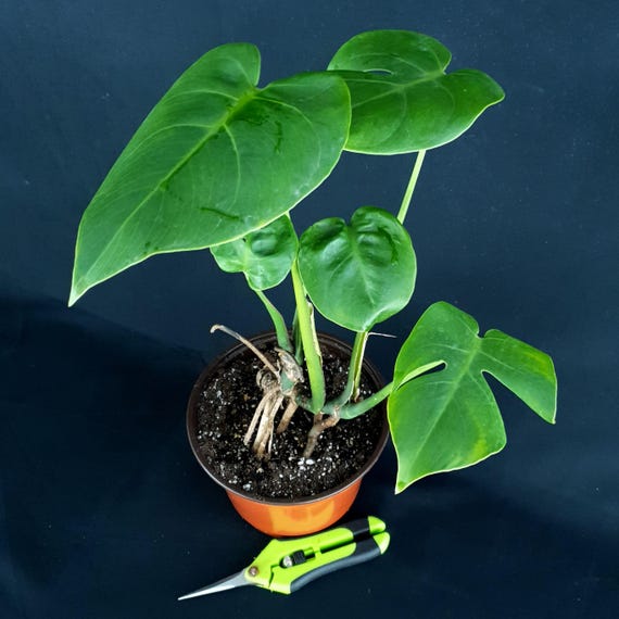 Monstera Deliciosa Var. Compacta 'victory' - Etsy Canada