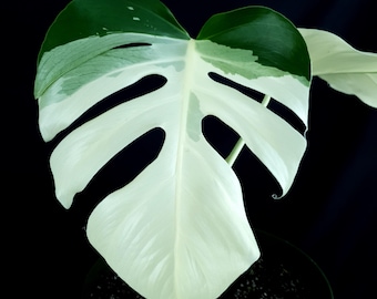 Monstera deliciosa var. Borsigiane « Menthe »
