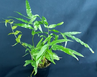 Stenochlaena palustris