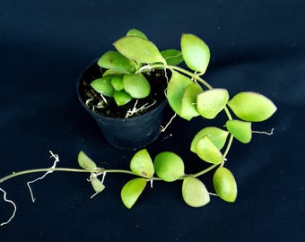 Hoya heuschkeliana 'Fleur rose'