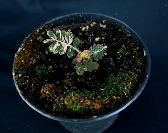 Phyllanthus urinaria 'Pink Variegated'