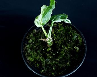 Monstera adansonii « Taches de rousseur gelées »