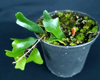 Pyrrosia sp. « Vietnam »