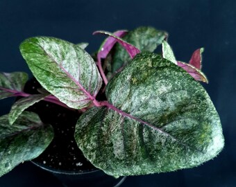 Staurogyne mergensis « panaché »