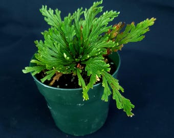 Selaginella tamariscina