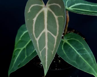 Forgetii DF X Carlablackiae | Rare Anthurium | UK Seller