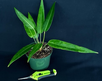 Anthurium debilipeltatum