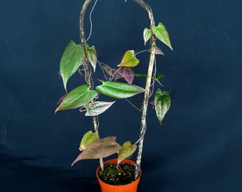 Dioscorea sp. « Noir »