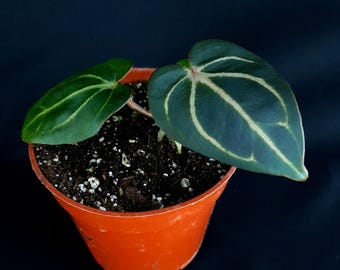 Anthurium carlablackiae (RA5 x RA10) MK2 x RA8 – D'ici juin Beauparlant