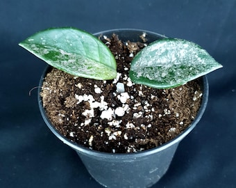 Hoya carnosa 'Wilbur Graves China'