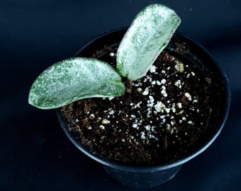 Hoya « Nova Ghost »