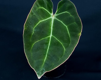 Anthurium forgetti x besseae aff. (veine saillante)