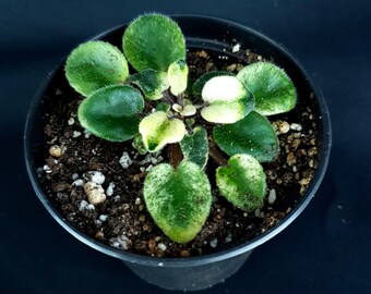 Saintpaulia 'Jolly Marvel'