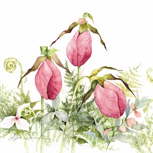 Lady Slippers: Watercolor Print by Lyn Snow