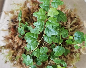 May include: A small green plant with lobed leaves growing in a clear container filled with brown sphagnum moss. The plant features multiple stems with small, textured, bright green foliage. Handwritten text is visible on the container.