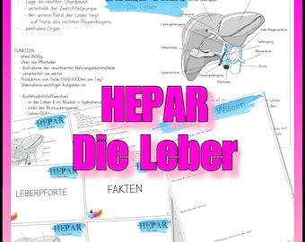 May include: A collection of educational materials about the liver, featuring diagrams and text in German. The image includes the title "HEPAR Die Leber" in large pink letters, with detailed anatomical illustrations and informational sheets.