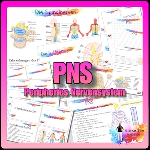 Può includere: Un diagramma colorato che illustra il sistema nervoso periferico (SNP) con il testo "PNS Peripheries Nervensystem" in grandi lettere rosa. Il diagramma include illustrazioni etichettate dei nervi spinali, dei nervi cranici e del sistema nervoso centrale. Il testo "Nurse 2be ANDREA" è anche visibile nell'angolo in basso a destra.