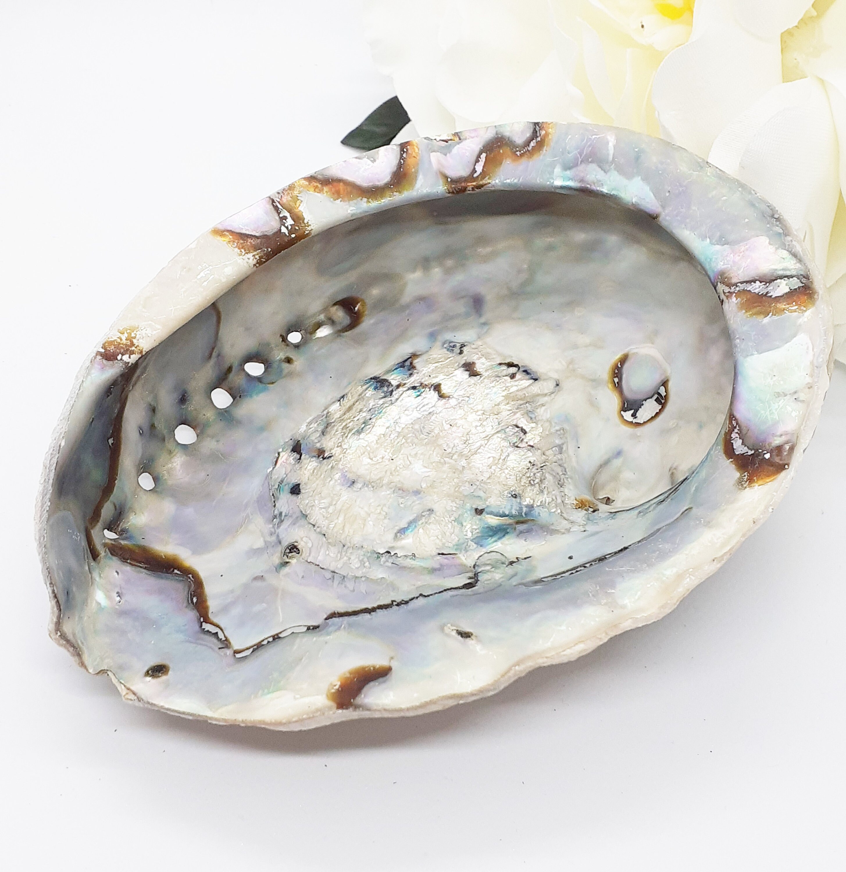 Coquille d'ormeau Naturelle 12-14cm