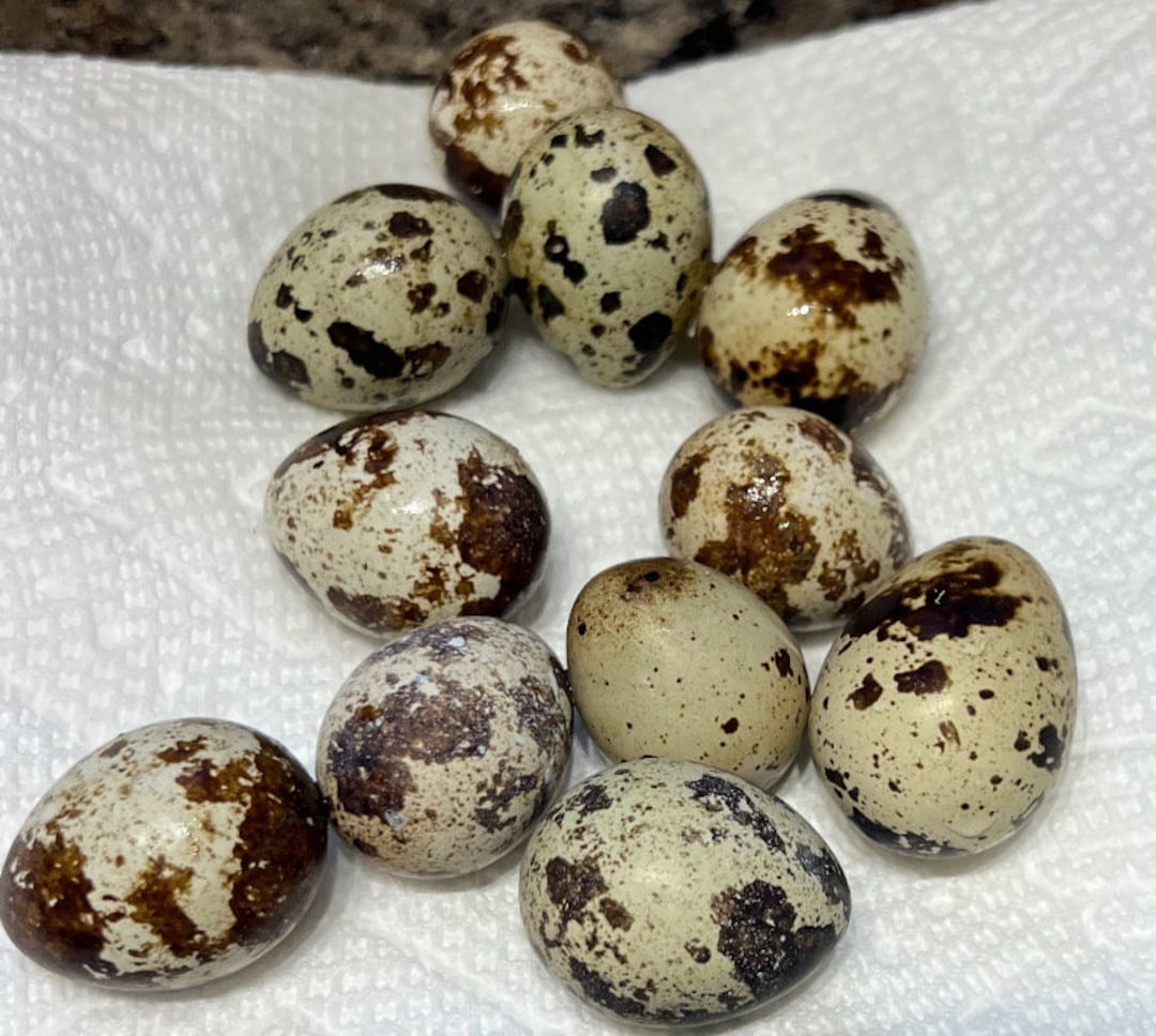 12 Fertilized Quail Eggs Ready for Incubating - Etsy