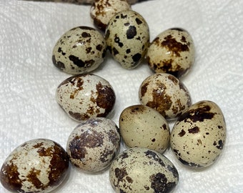 12 Fertilized Coturnix Quail Eggs Ready For Incubating