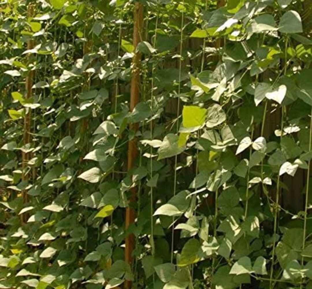 20 Willow Leaf Lima Beans Seeds POLE Etsy