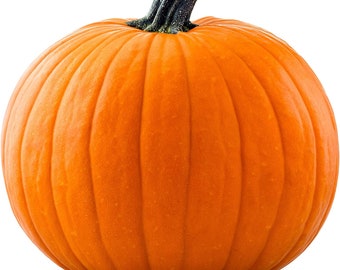 20 Big Max Pumpkin Seeds for Planting