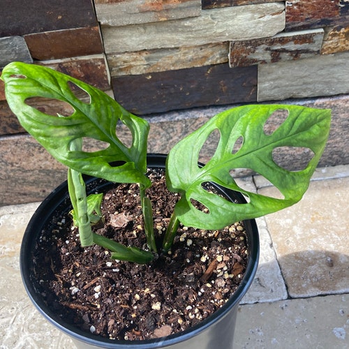 Narrow Form Monstera Adansonii Swiss Cheese Plant LIVE Etsy