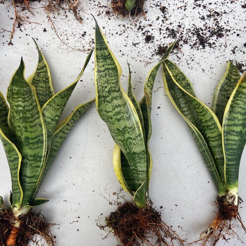 11 Snake Plant With Yellow Edges Etsy