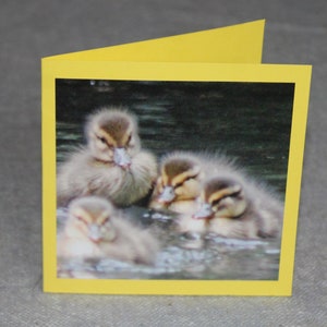 Pluizige eendjeskaart - Moederdagkaart - Paaskaart - blanco kaart - vogelkaart - wildfotokaart - natuurkaart Nederland