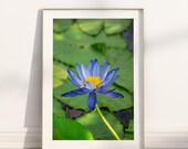 Blue Lotus Flower Poster, Botanical Art Print, Stockholm Garden