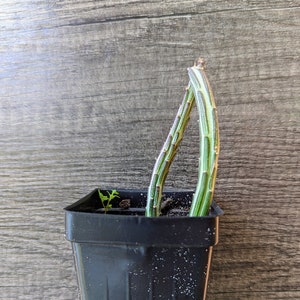 Kleinia Stapeliiformis Pickle Plant Live Rooted