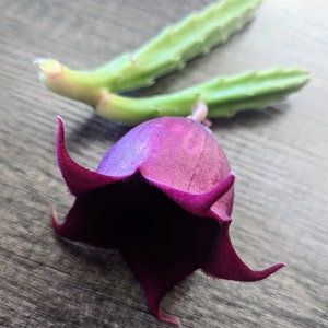 kaktus comic You been talking to this cactus again?  LaughingStock