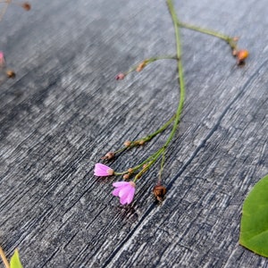 Jewels Of Opar Talinum Paniculatum