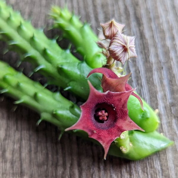 Huernia Macrocarpa Red Dragon Starfish Flower Cactus Cutting