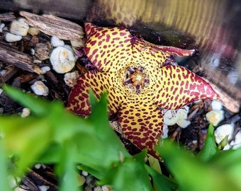 Orbea Speciosa Starfish Flower Cutting