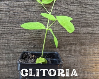 White Queen Rooted Clitoria Ternatea (White) Butterfly Pea Plant Asian Pigeonwings