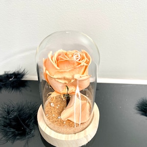 Little eternal rose under bell