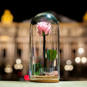 Freeze-dried rose under glass bell