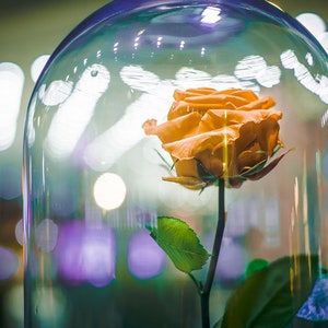 Eternal rose under bell