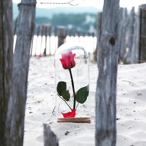 Rose under glass bell