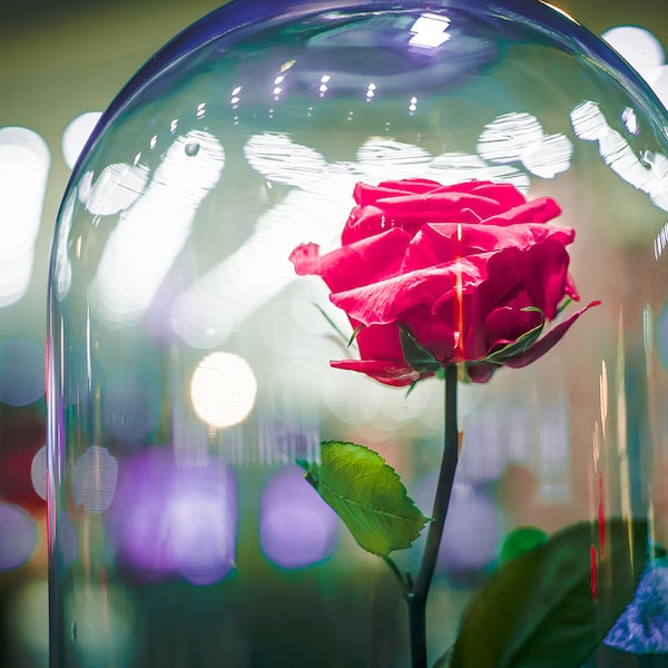 rose lyophilisé sous cloche de verre