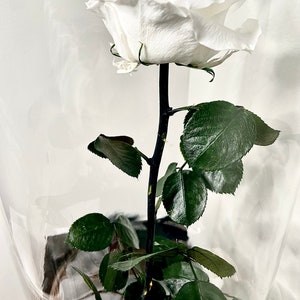 Eternal rose under bell