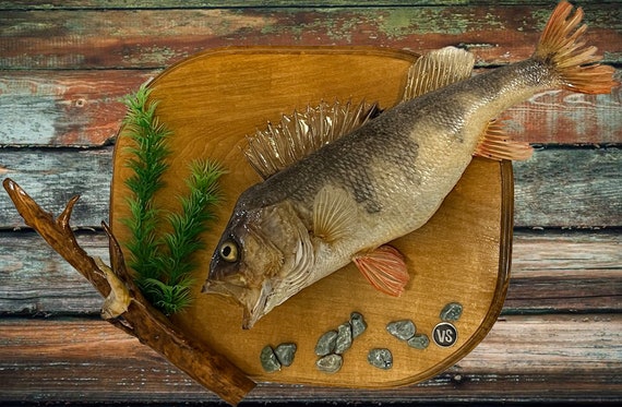 Buy Fish Taxidermy Wall Decoration.3d Perch Taxidermy.real Fish