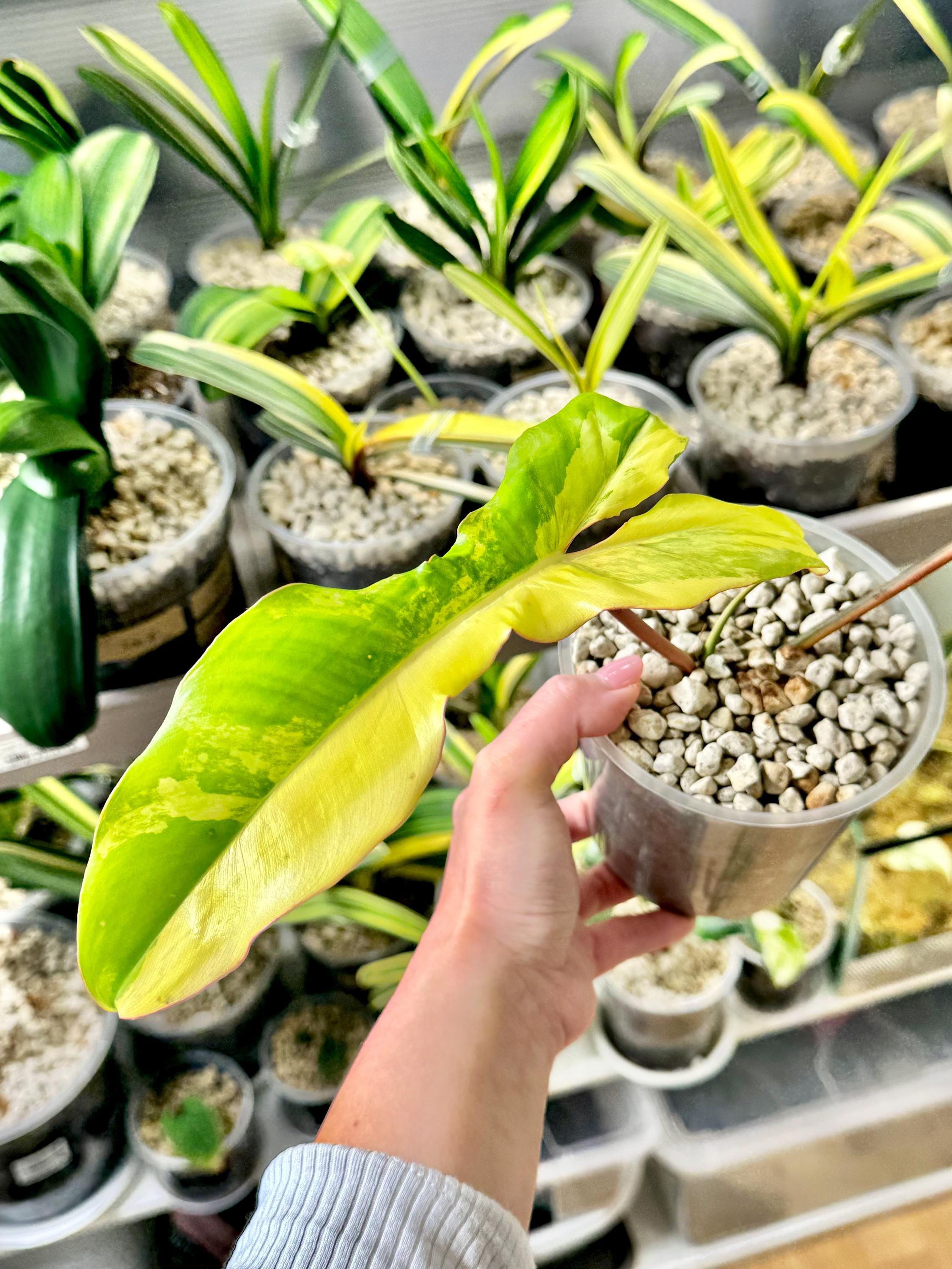 Philodendron Paraiso Verde Variegated - Etsy Finland
